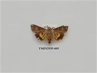 藏品(夜蛾273)的圖片